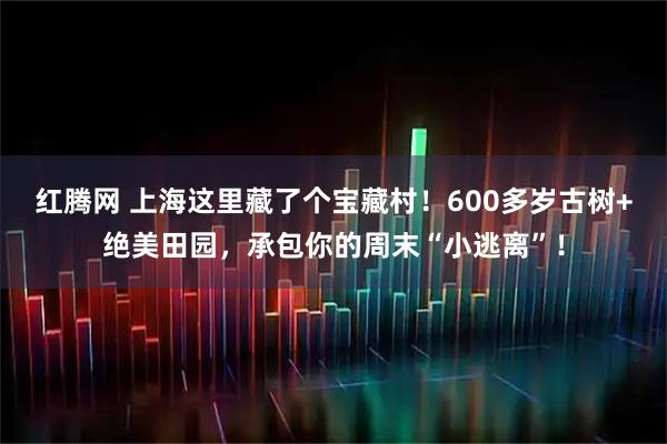红腾网 上海这里藏了个宝藏村！600多岁古树+绝美田园，承包你的周末“小逃离”！